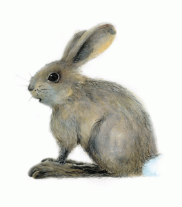 Snowshoe Hare - Frank Gee